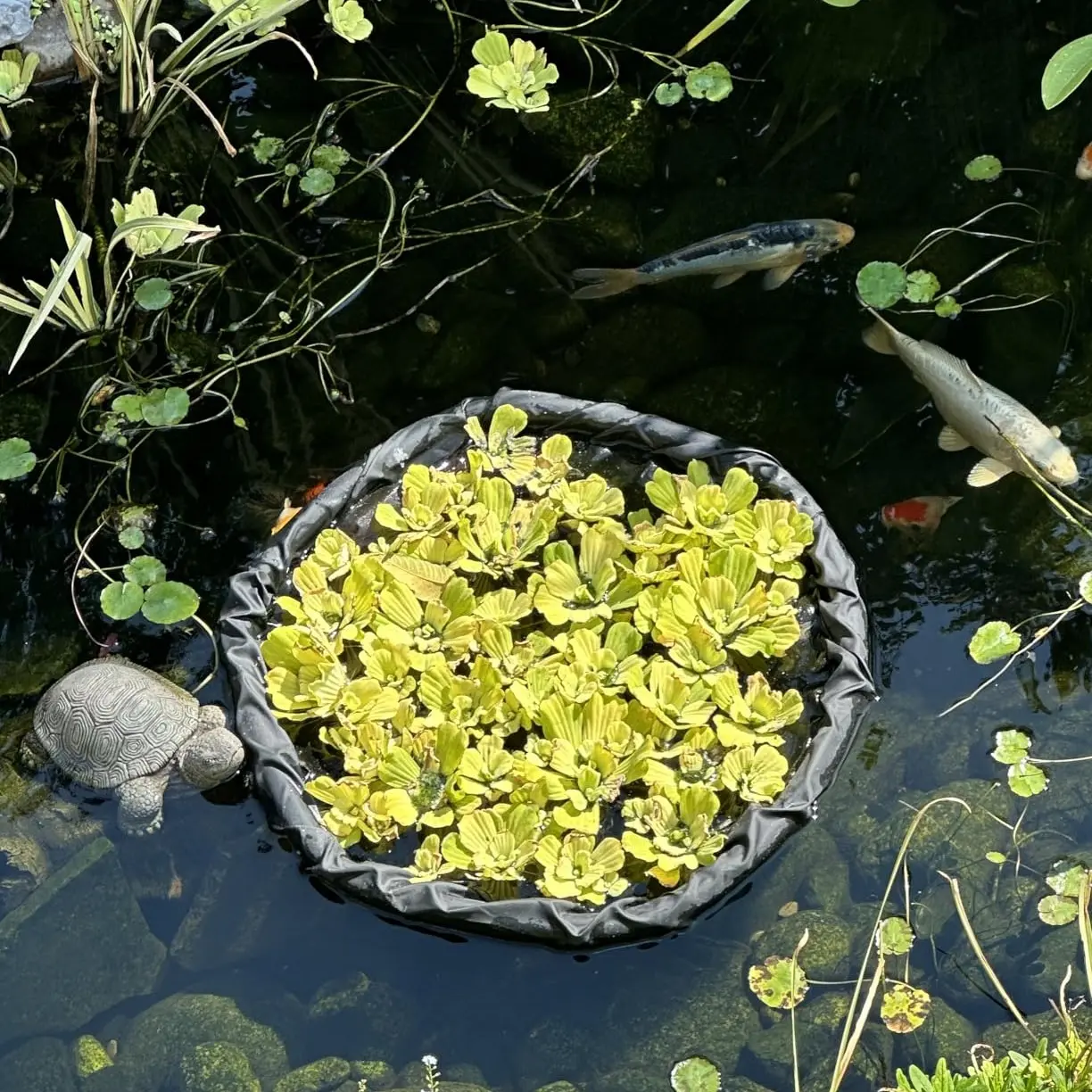 17.72inch Floating Plant Barrier and Floating Island for Ponds, Circular Aquatic Plant Protector Net, Protects Floating Plants From Fish Damage
