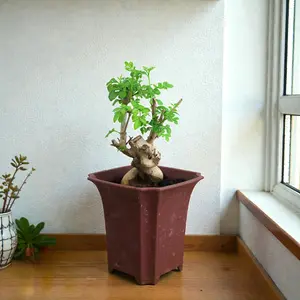 Unique Ash Bonsai Tree with Pot – 10Year Old Old Stump Bonsai with Thick Trunk,Gift for Indoors Outdoors Home Garden Decoration