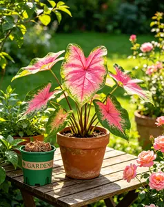 Florida Sweetheart Caladium Bulbs | Colorful DIY Garden Foliage | Unique Leaf Plants