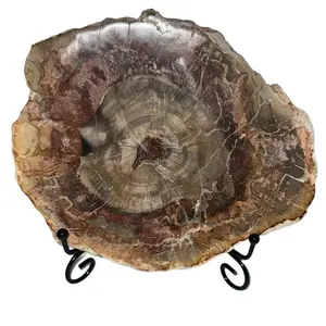 Petrified Wood Crystal Slab - Large Size, Unique Design, Natural Color Variation, Perfect for Collecting