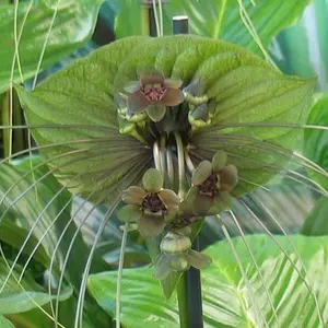 Green Tacca chantrieri | 20_Seeds