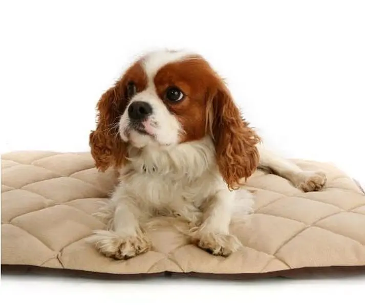 American Pet Diner Flectabed Q Central Heated Dog & Cat Bed - 50 in. x 30 in., Cream, Innovative Technology, Lightweight Insulating Material, Helps with Arthritis