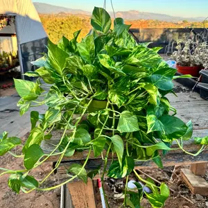 Pothos Patricio Indoor Plant 6 inch pot Pothos Patricio Indoor Plant 6 inch pot