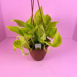 Epipremnum Pothos Sao Paulo 6” Hanging Basket | Variegated Pothos | Houseplant