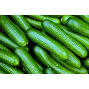 25+ Cucumber Seeds For Planting Easy to Grow Mix Winter Vegetable Seeds