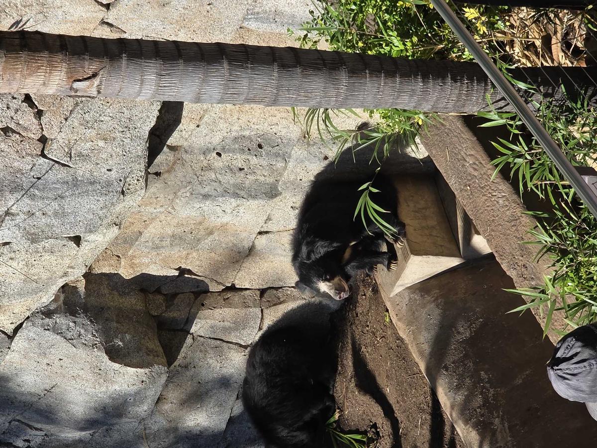 Item: Titanium Jadegreen, 256 GB