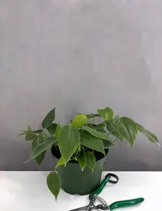 Philodendron Micans Green Form