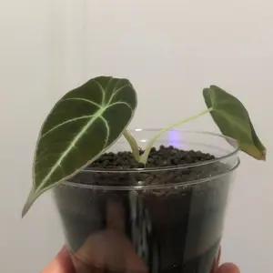 Black Velvet Alocasia