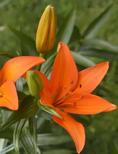 Orange Ton Asiatic Lily Bulbs