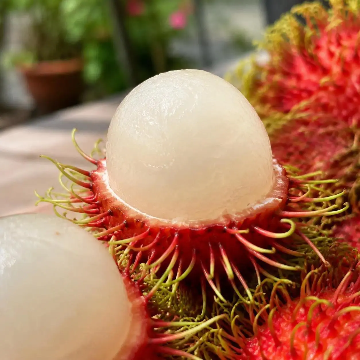 Rambutan Fruit Tree Seeds Pack - Rare Tropical Container Plant Seeds, Easy All-Season Growing, Early Care for Botany Enthusiasts & Gardeners, Indoor-Outdoor Supplies for Nurturing Fruit Trees & Landscaping Designs