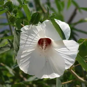 Rose Mallow Hardy Hibiscus Flower Seed Pack, Native Beautiful Perennial Wildflower Seeds, Halberd-leaf Rosemallow, Hibiscus militaris, Heirloom Variety Hardy Hibiscus for Decorative Landscaping