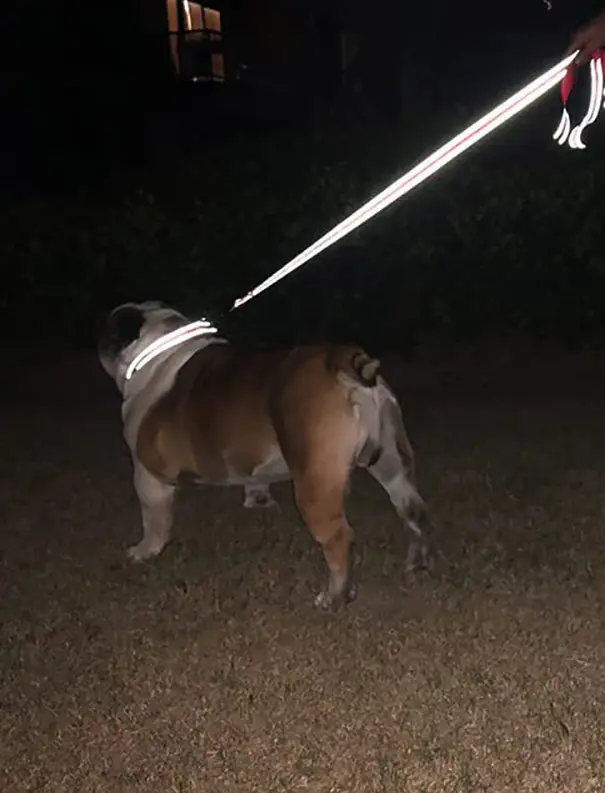 Cat and dog leash collar with night-time reflector, pet leash 1.2/1.5/1.8m safety rope for pet walking and training