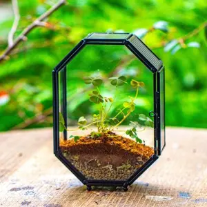 NCYP 5x7 inches Stainless Steel Octagon Shaped Glass Terrarium Enclosure with Door and Mesh for Insects, Plants, Home Decorative Planter (Terrarium Only)
