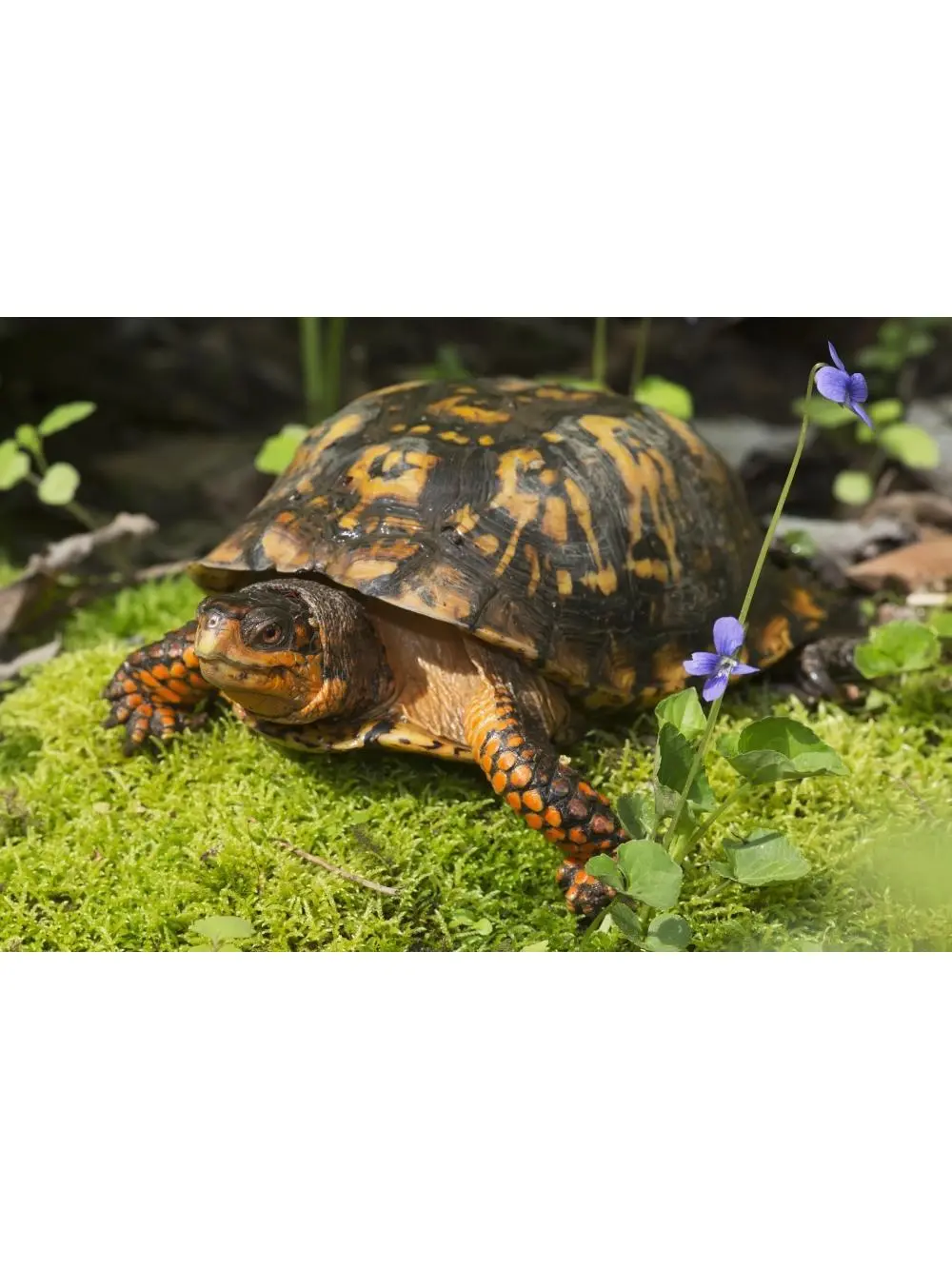 38x24 in Printed Artistic Eastern Box Turtle Wall Poster, Home Decor with Sphagnum Moss & Blue Violets Connecticut USA Design, Ideal Room Gift for Special Occasion, Large, Unique
