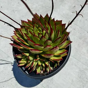 Echeveria Agavoides Bare roots