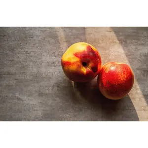 3 Arctic Queen White Nectarine Tree Scions, Cuttings, Scionwood
