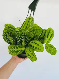 Maranta Lemon - Lemon Lime Prayer Plant - Hanging Basket - 6" Pot