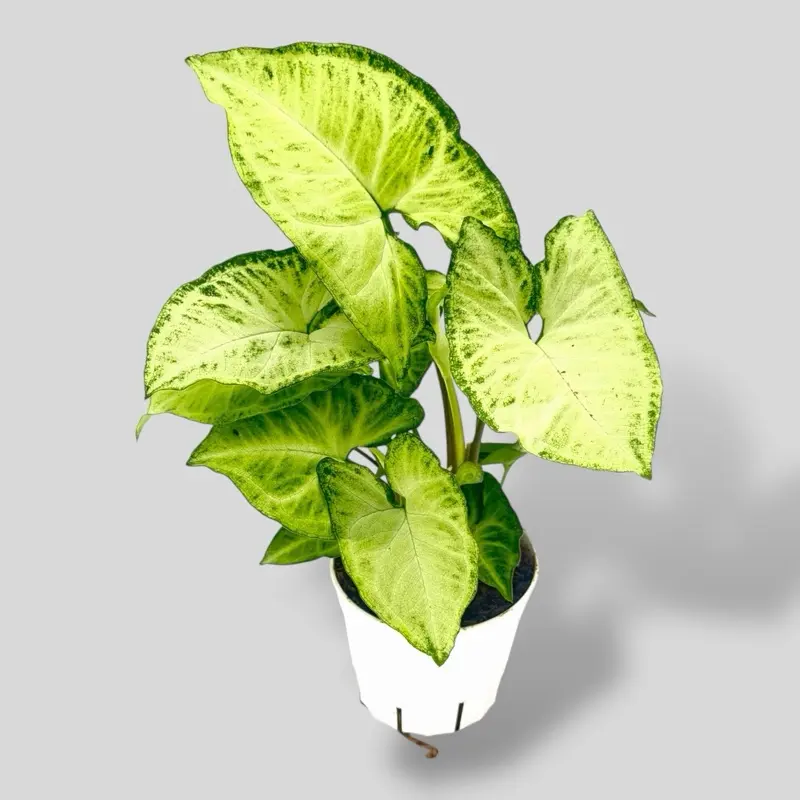 alocasia frydek variegata rhizom Alocasia Frydek Variegata (Rhizom / Bulbe) – whiteleafplants