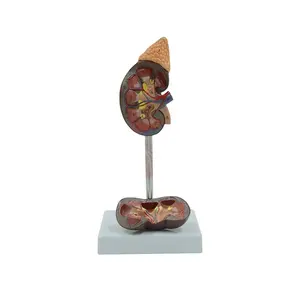 Life-Size Kidney Model: Urinary System Anatomy