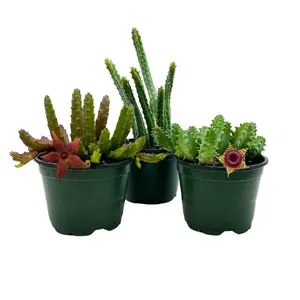 BubbleBlooms Huernia Stapelia Assortment 3 Different stapelias in 4 inch pots Grower's Choice May Include Lifesaver, Red Dragon, Black Bells