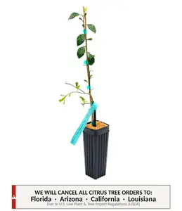 Yuzu Ichandrin Tree | US Citrus Nursery | Rare Aromatic Japanese Citrus, Cold Hardy, Natural Live Citrus Plant, Indoor Outdoor Fruit Tree, Perfect for Chefs & Cocktails | No Ship CA AZ LA FL