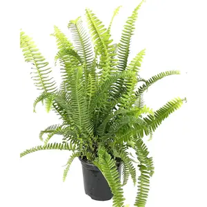 Australian Sword Kimberly Queen Fern - Live Plants in 6 Inch Pots - Nephrolepis Obliterata - Wind Tolerant Herbaceous Fern