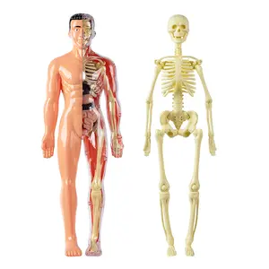 Human Anatomy Model Kit, Interactive Steam Education Toy, Detachable Body & Skeleton, Suitable for Ages 6+, Stem Learning Tool