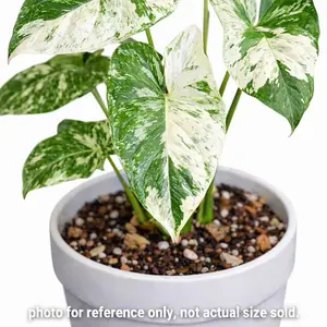 Syngonium Albo Variegated Tissue Culture (TC) – Rare Arrowhead Plant Starter