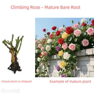 Climbing Rose Bare Root, Ready to Plant When Arrives, Long Blooming & Easy Growing, Perennial for Small Garden, Patio or Balcony