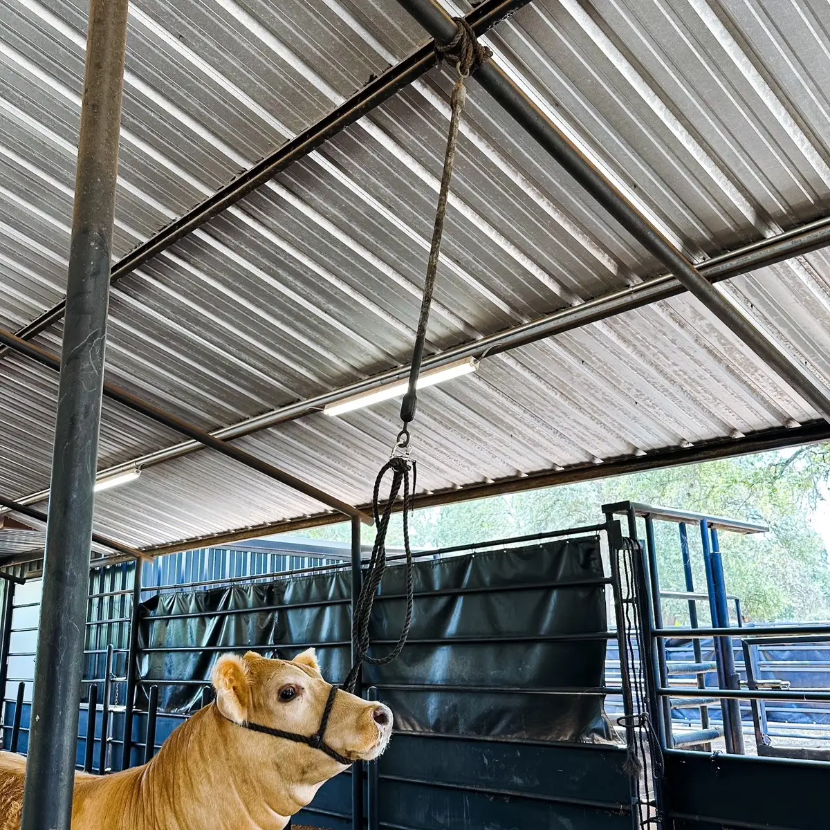 Big Bungee with Quick Release Cattle Training Aid – 4ft
