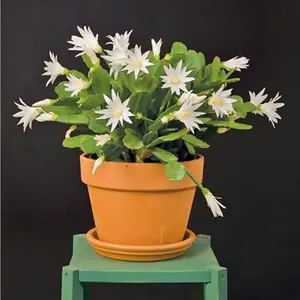 Rhipsalideae gaertneri Cuttings (Spring - Easter Cactus) 3 White Flowering Plant Cuttings