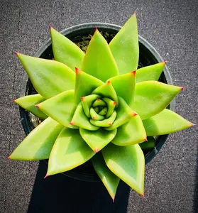 Echeveria "Agavoides Ebony"