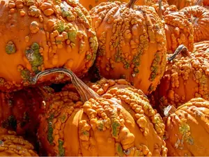 Goosebumps Pumpkin Seeds for Planting (10 Seeds)