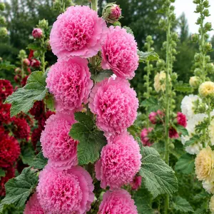 200PCS Double Hollyhock Seeds - Radiant Rose Mixed Colors, Heirloom & Non-GMO, Perfect for Fences, Borders & Cottage Gardens