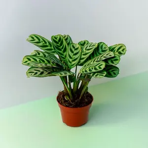 Ctenanthe Burle Marxii - 4 Inch Pot