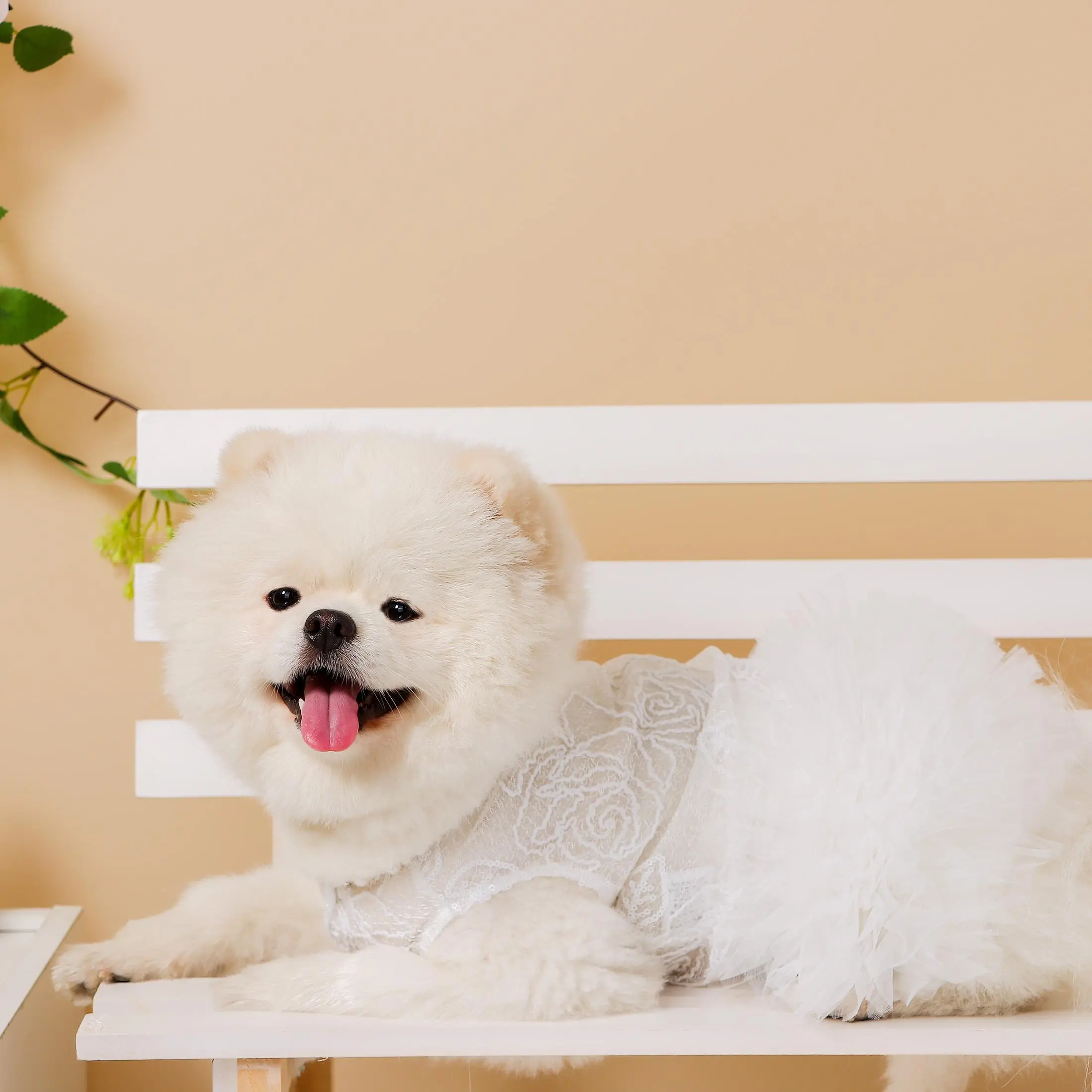 1pcs Dog Dress - Small Dog Poodle Wedding Attire, White Lace Tutu Skirt,  Sweet Flower Girl Dress, Puppy Bride Costume Summer Apparel Formal Clothes  for Wedding Party Holiday - TikTok Shop