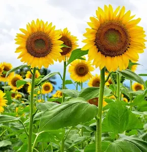 Mammoth Sunflower Seeds for Planting - Grow Giant Sun Flowers in Your Garden - Non GMO Heirloom Seeds Easy Grow - Great Gardening Gifts