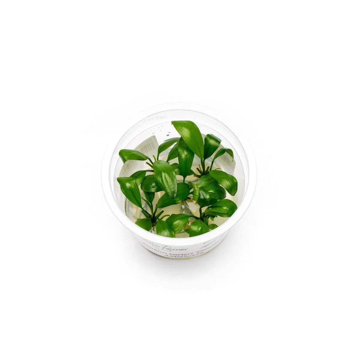 Anubias Barteri Gigantea Aquatic Farmer Tissue Culture