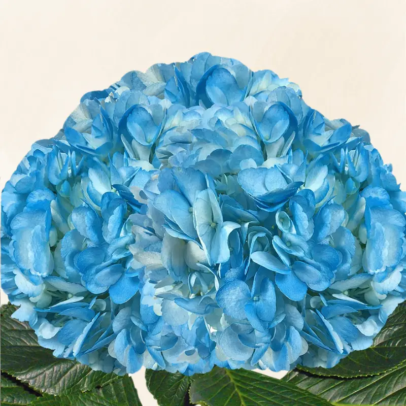 Hydrangeas Tinted Light Blue - Fresh-cut Hortensia Flowers 6-6.5" Diameter 60-65 cm Stem 30 Stems Full Pack Year-round Availability