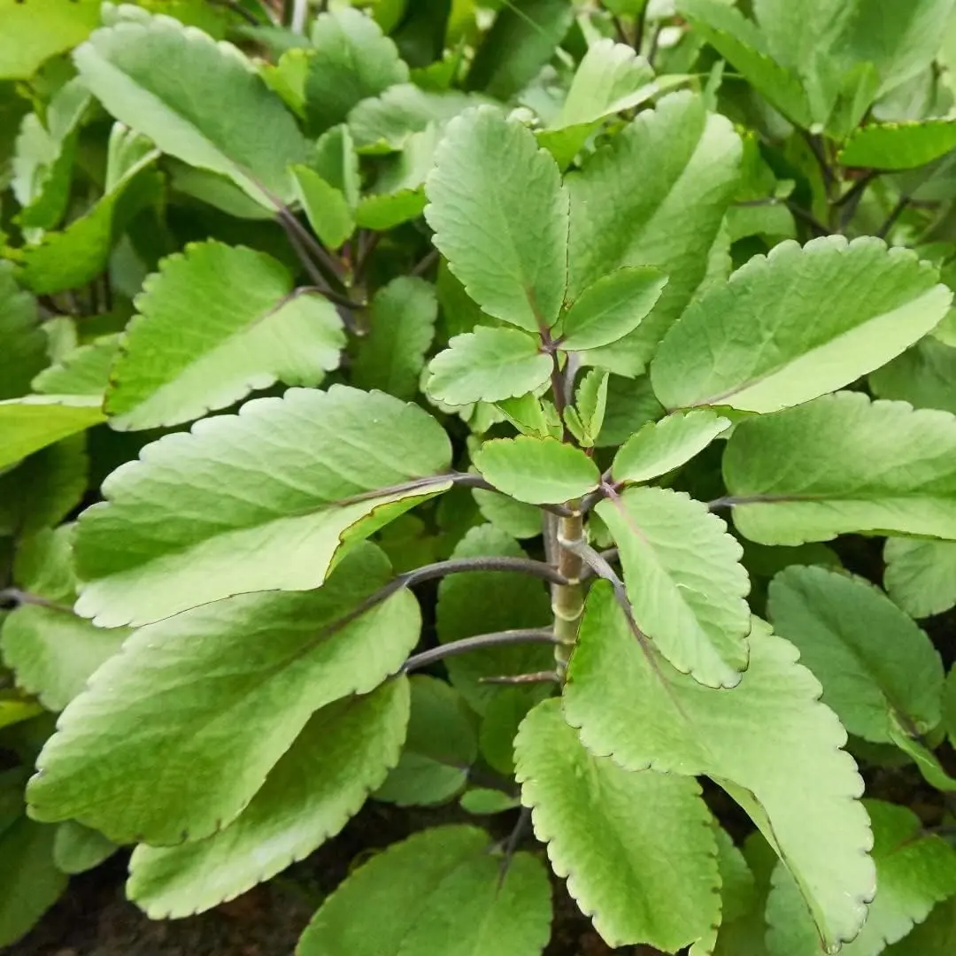 Kalanchoe Pinnata Plant Live 6-8 Inch Tall-Miracle leaf Succulent Plant Kalanchoe Pinnata Plant Live 6-8 Inch Tall-Miracle leaf Succulent Plant