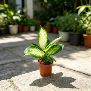 RZ-22 Dieffenbachia Camille Live Indoor Plant in 4 Inch Nursery Pot, Tropical Dumb Cane with Cream and Green Variegated Leaves, Decorative Houseplant for Home Office Desk Shelf and Bright Spaces