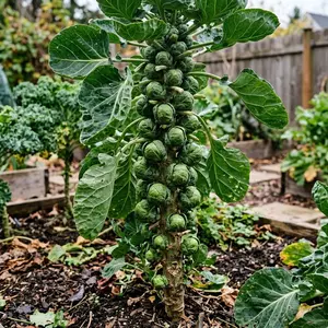 100 Brussels Sprouts Seeds for Planting - Variety for Home Gardening