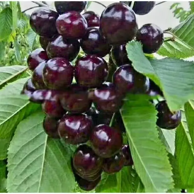 10 Pcs Black Cherry Tree Seeds Prunus Serotina - Heirloom Non-GMO Fruit Seeds for Planting in Gardens, Orchards, and Landscaping