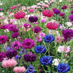 100Pcs Garden Cornflower Seeds – Classic Flower Seed Collection for Backyard Flower Beds, Outdoor Landscapes, Garden Borders and Decorative Planting Areas, Seeds Only Not Live Plants