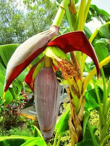 Chiquita Grand Nain Banana Tree - Dwarf Dwarf Live Plant, All Seasons, Full Sun, Versatile for Indoor & Outdoor Gardens
