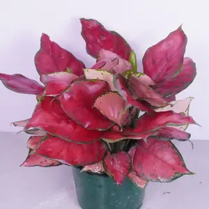 Aglaonema Pink 6” | Pink Chinese Evergreen | Easy Houseplant