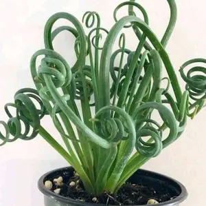 Spectacular Very Rare Frizzle Sizzle Albuca Spiralis Plant Rooted and Established