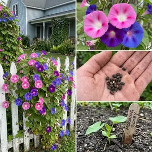 Stunning 100 Mixed Colors Morning Glory Seeds - Drought Tolerant, Nature Inspired Landscape, Stunning Yard Decor