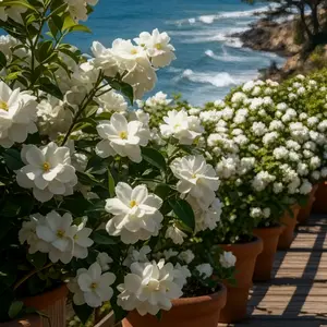 Jasmine seeds – fragrant flowers, perfect for garden hedges and trellises | Perennials for beginners | Sweet garden goals