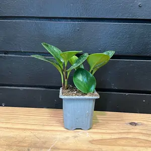 Peperomia Obtusifolia Jade 2 inch pot